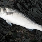 Bass 8th July 2012