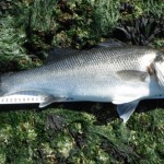 Bass with ruler  21th July 2012