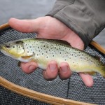 ECFANE3