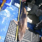 ESBI SEA FISHING WICKLOW 052