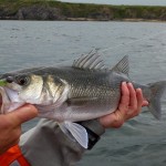 First Bass