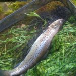 Edouard's catch