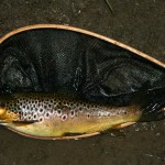 Nice Trout from the River Rye