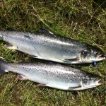 Philip Maher – Sea Trout