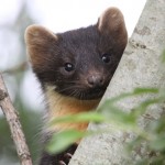 Pine Marten keeping an eye on things