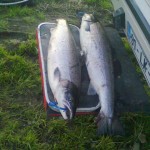 Spring Salmon of 14.5 Lbs and 15Lbs
