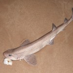 Rockhunter's Dogfish