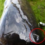 Sea liced mullet