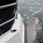 Shark 2
