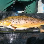 A fine quality fish