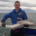 Wicklow Bay tope