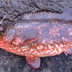 Wrasse Baitdigger's blog