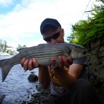 Thin lipped mullet