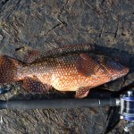 A Clonker 5lb er