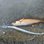 Baitdigger 1