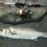 Baitdigger 3