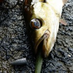 Baitdigger's Pollack 3
