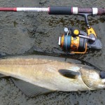 Baitdiggers blog – small pollack