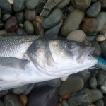 Bass 1