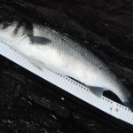 Bass with ruler 26th July 2012