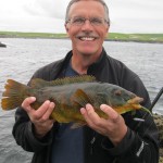Bill Ryan with a fine Ballan Wrasse