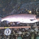 Blackwater salmon Aug 2012