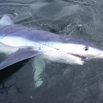 Blue-Shark