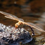 Brown Hawker laying eggs