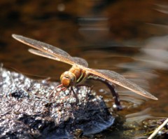 Brown Hawker laying eggs
