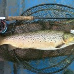 Carrigavantry Trout