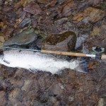 Clonanav – Suir Salmon