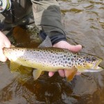 Trout on a streamer