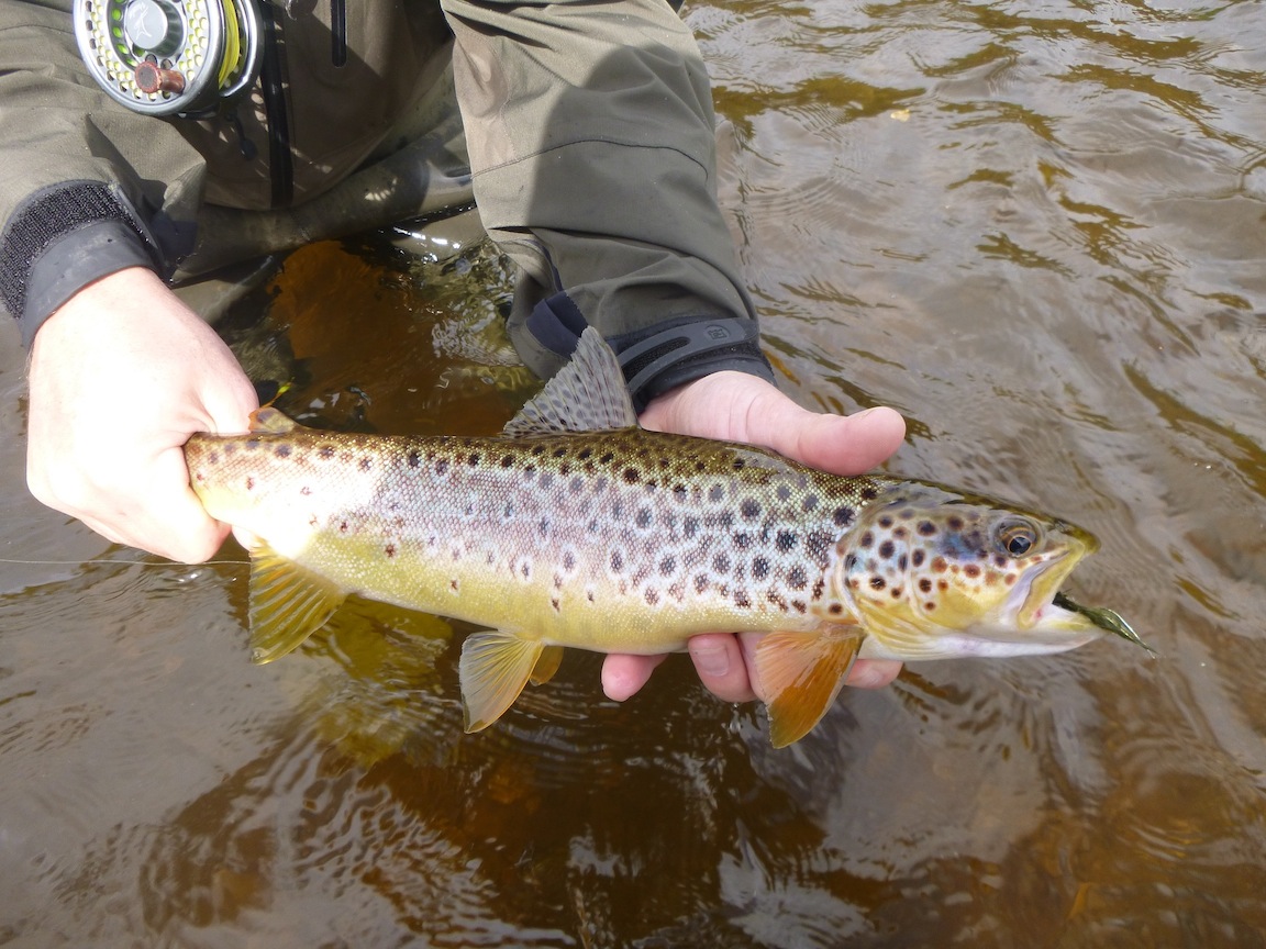 Trout on a streamer