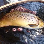 Trout