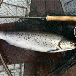 William Hamilton's Sea Trout caught off Doo on 8th Aug