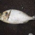 Gilthead bream