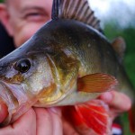 East Coast Fishing – Perch