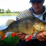 East Coast Fishing – Perch