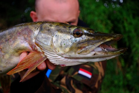 Toothy Pike 