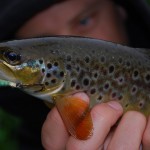 David with Trout