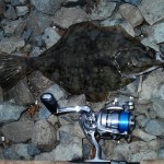 East Coast flounder 1