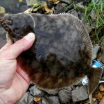 East Coast flounder 2