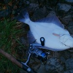 East Coast flounder 4