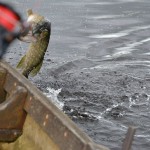 Esox lodge pike