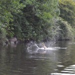 Pike hitting the lure