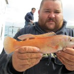 cuckoo wrasse