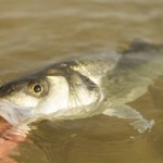 IMG_1707