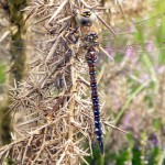Migrant Hawker
