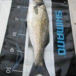 Jason O'Riordan's Sea Bass 2