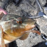 Ballan on lure